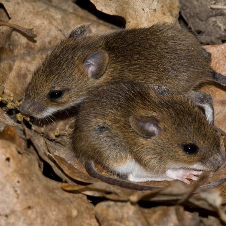 Уничтожения мышей в частном доме в Луцке?