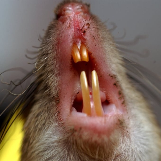 Дератизация крыс в Луцке?